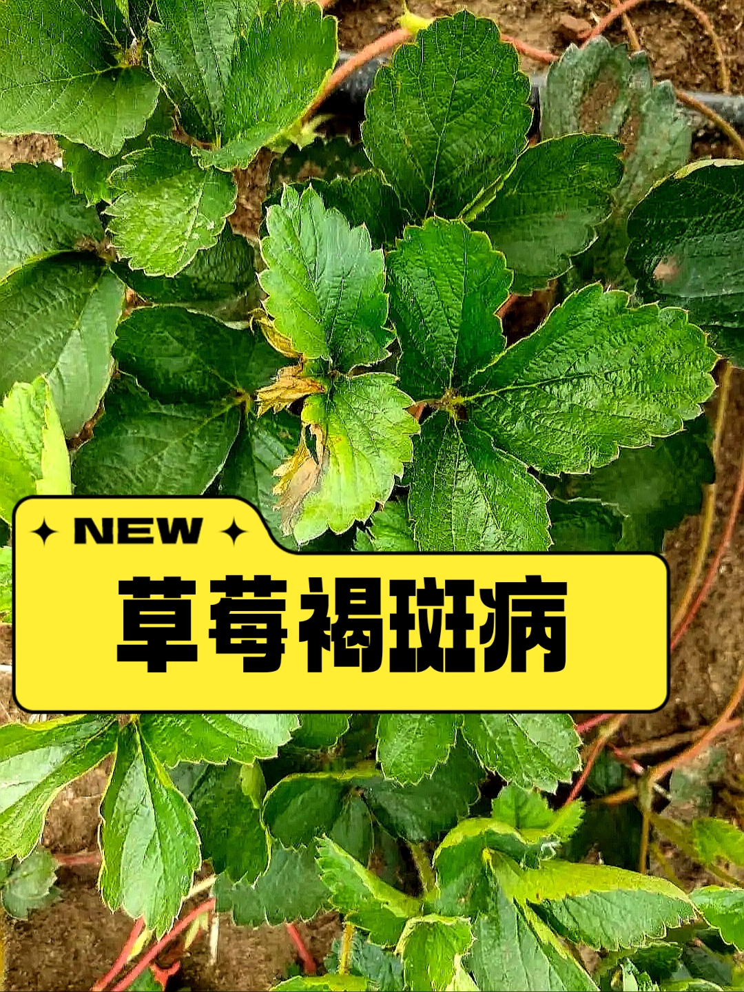 草莓褐斑病 【发病条件】在温暖潮湿环境中容易爆发,发病适宜温度为20