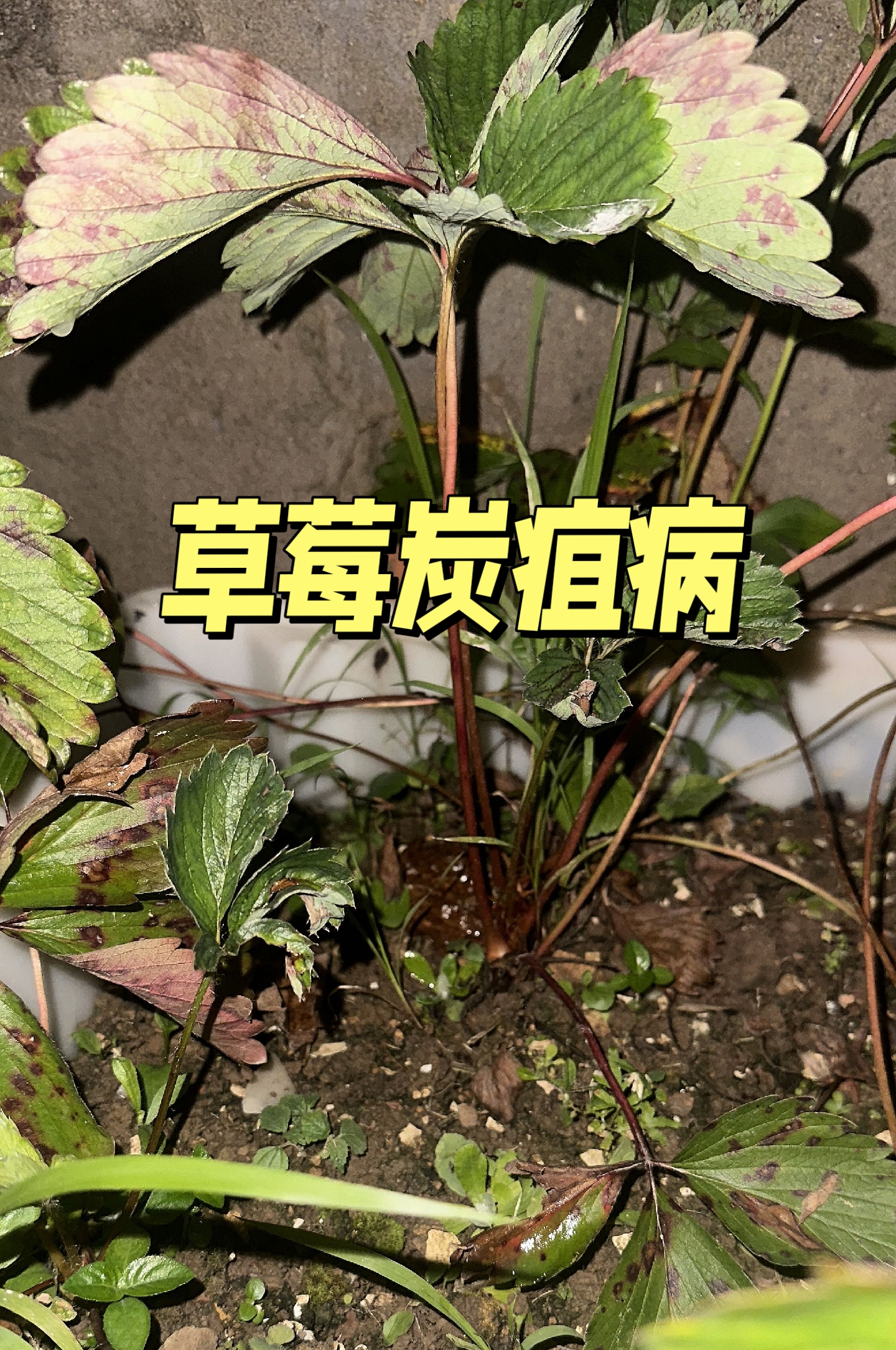 草莓烧苗的症状图片图片