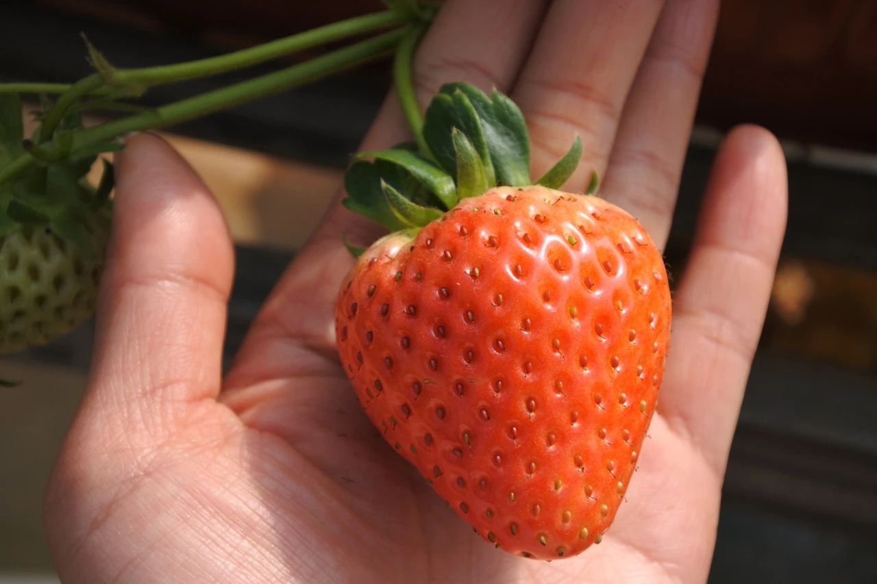 越心草莓 【生长特点】植株生长势强,植株直立,耐低温弱光,匍匐茎抽生
