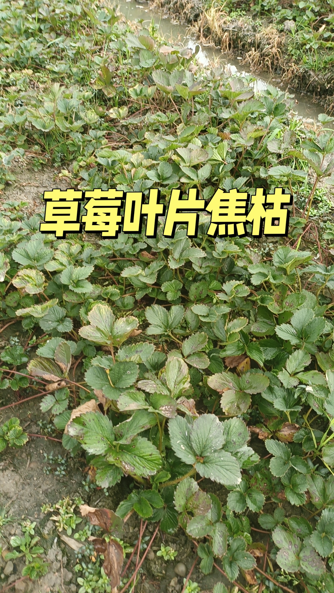 草莓育苗后期