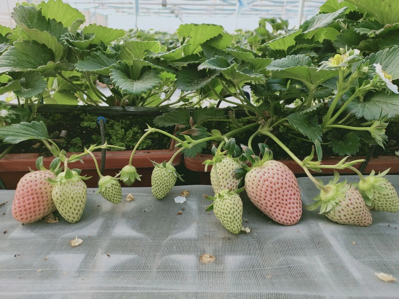 白玉草莓 【 生长特点 】浅休眠的早熟品种.