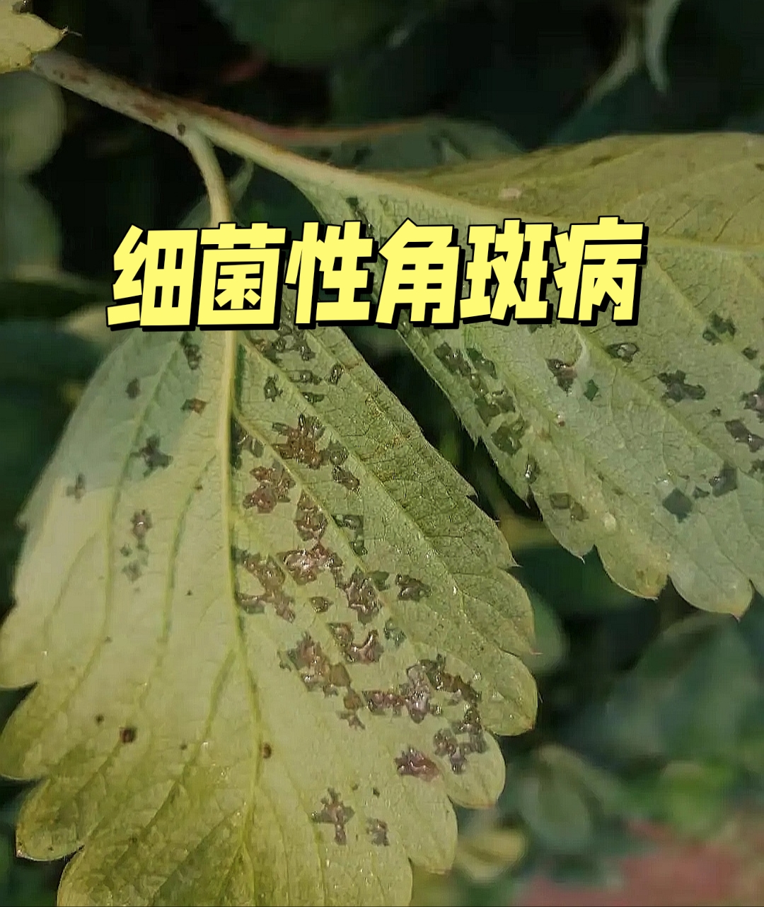 《细菌性角斑病》 高温多雨季节,草莓匍匐茎和子苗生长快,子苗茎叶