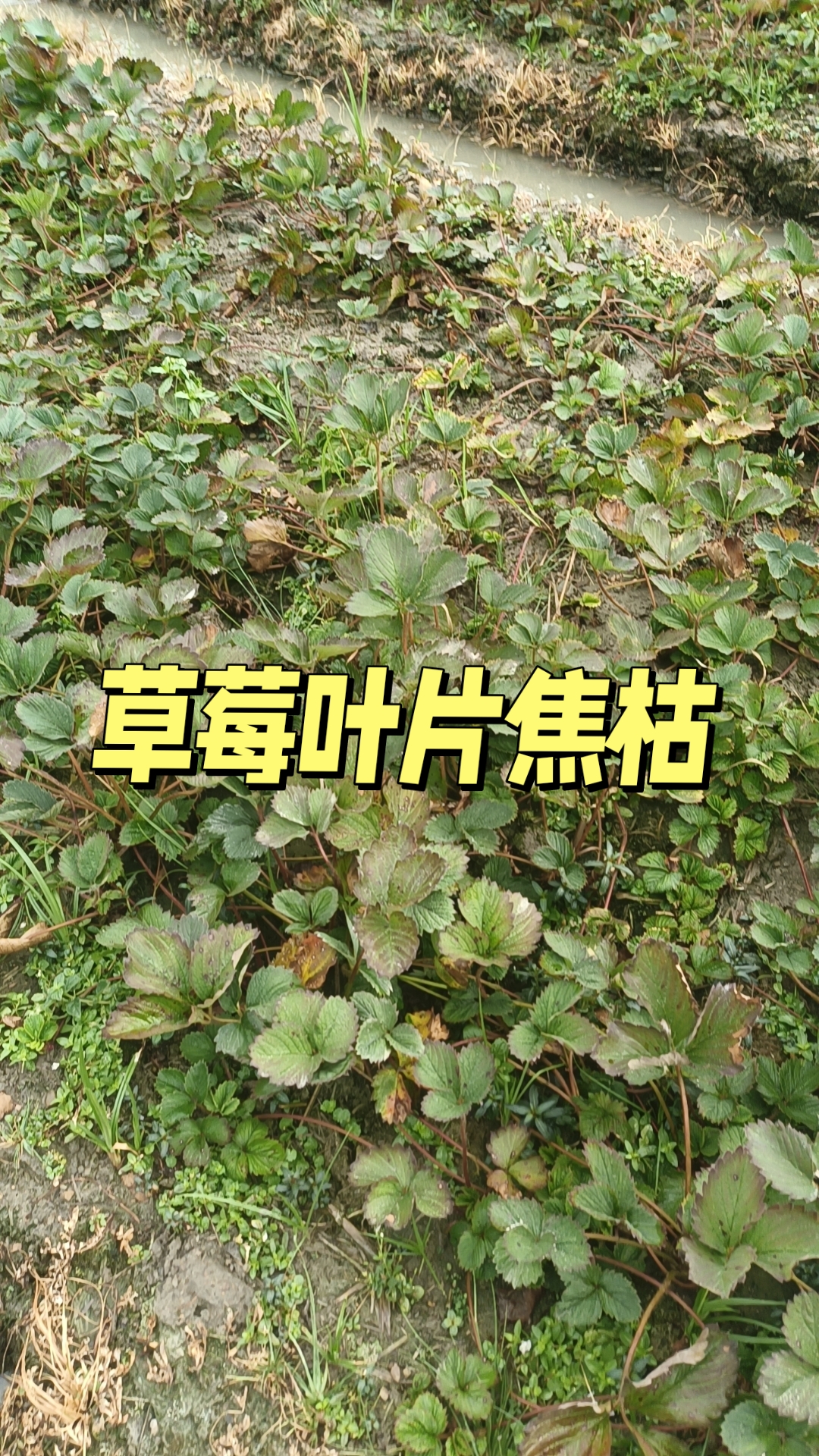 草莓育苗后期