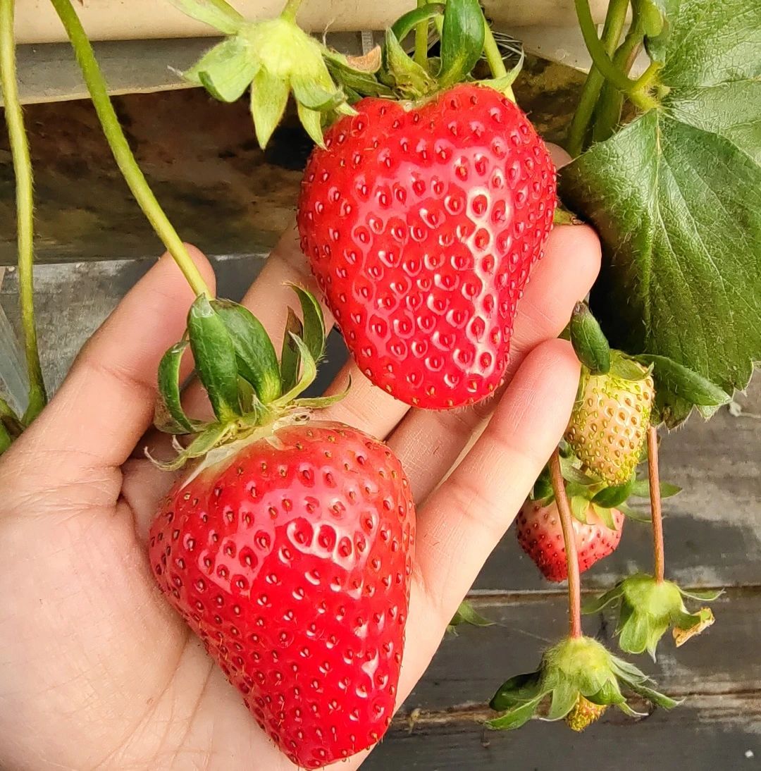 【越秀草莓】 【生长特点 】中晚熟,12月下旬可采,植株长势强,平均株
