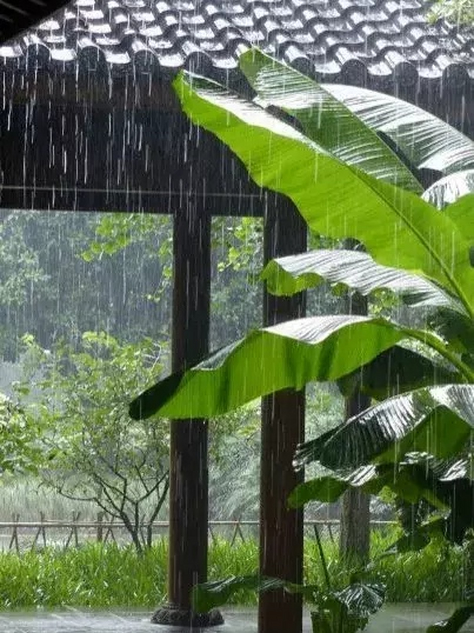 芭蕉夜雨打西窗, 烛火光辉映面庞