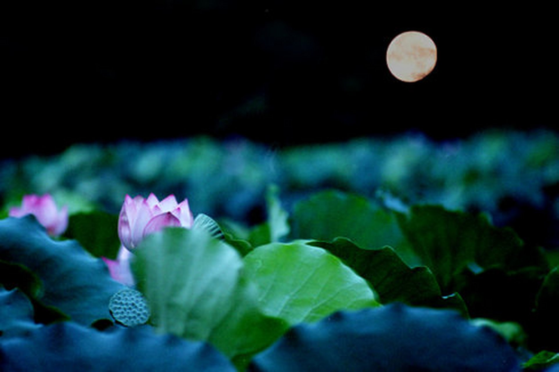 每日打卡#  西窗夜色雨潇潇, 曲巷蜿蜒自寂寥.