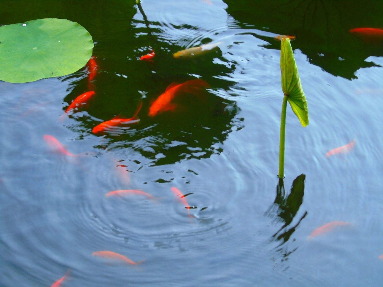 几群鱼闹涟漪起, 莲自悠然卧水中