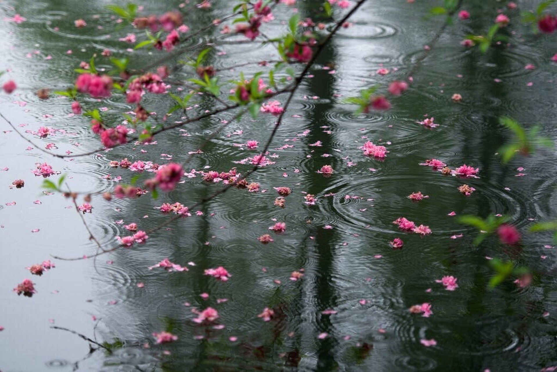 二月红图片 雨中图片