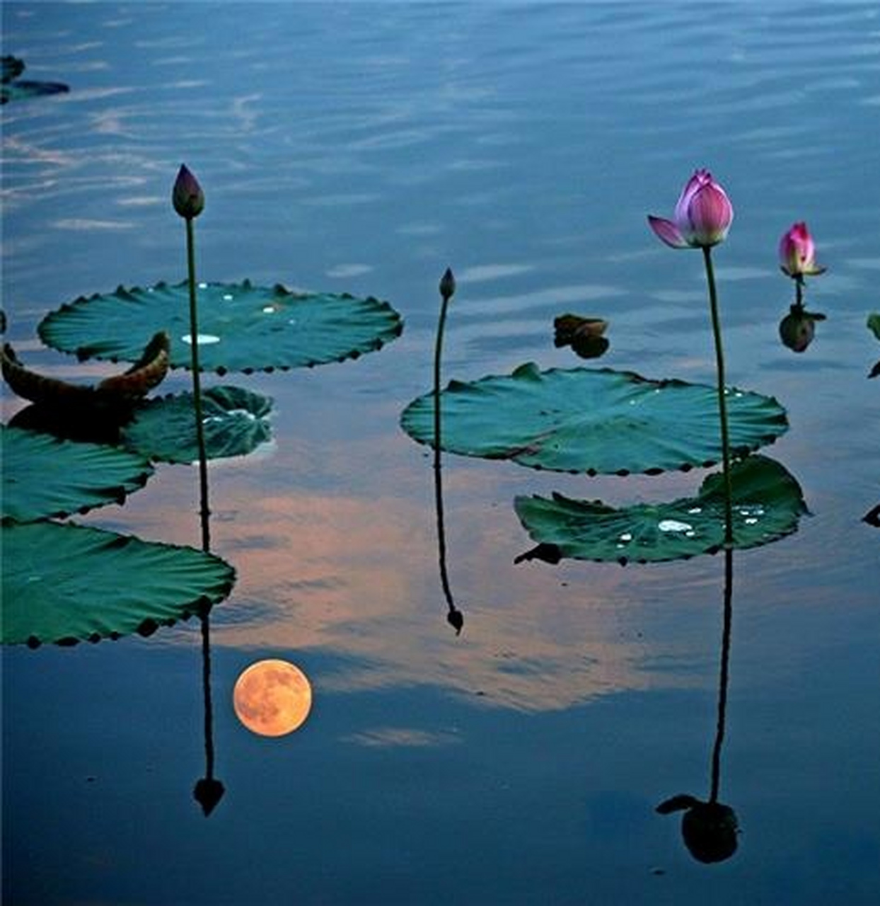 月下花香涌入心, 荷塘夜色夏来临. 桥头柳卷清风处, 已有啼莺弄巧音.