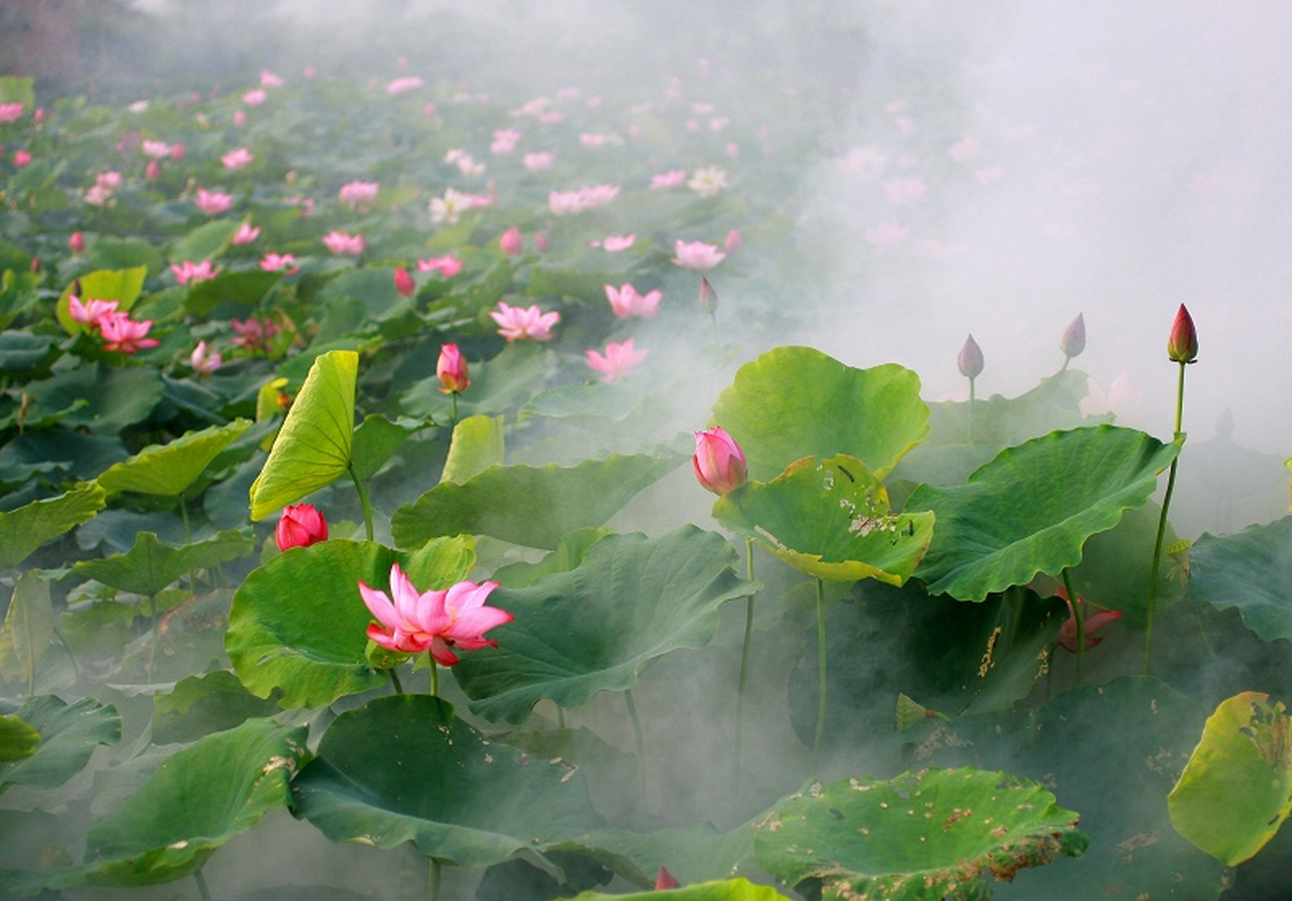 荷花柳树山水图片大全图片