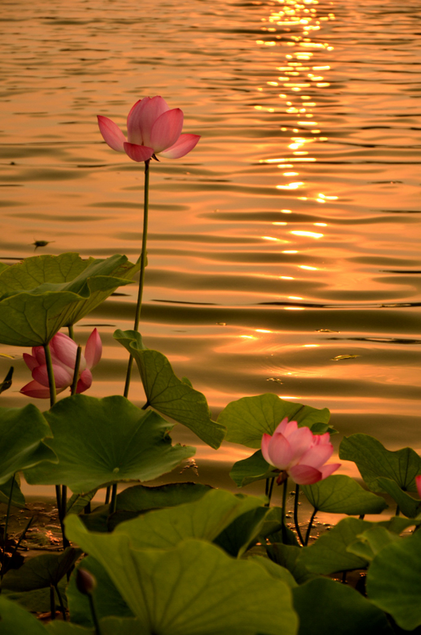 作者:青舟(每天读文史平台签约作者)