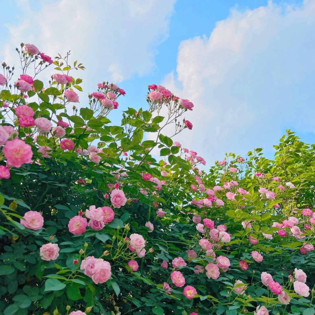 带露花团如锦簇 暗香飘起醉人心