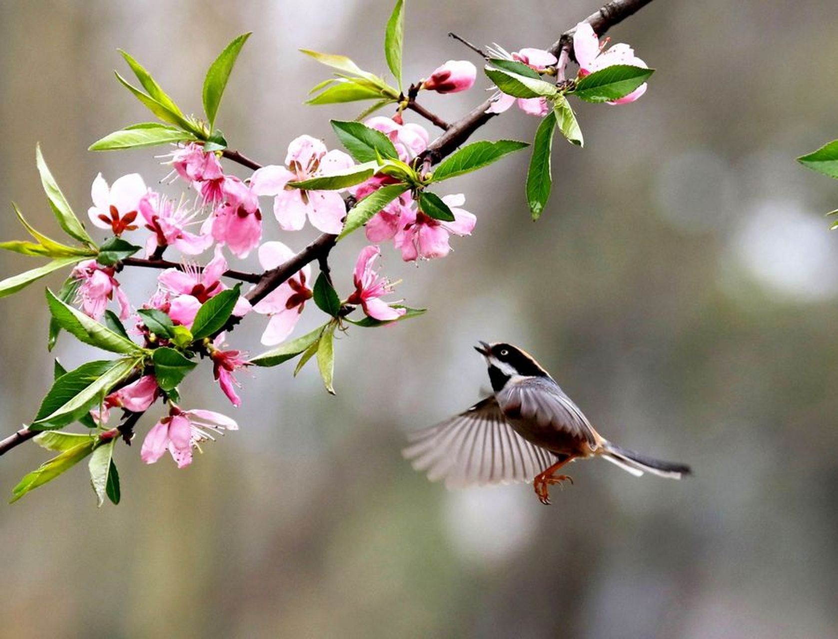每日打卡#  桃花最恋此朝晖, 笑在枝头望鸟飞.