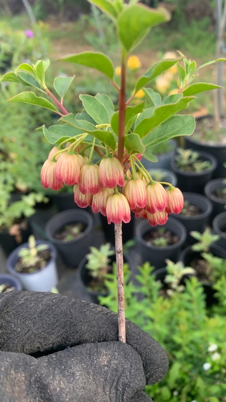 日本吊钟 灯台杜鹃花 日本吊钟花
