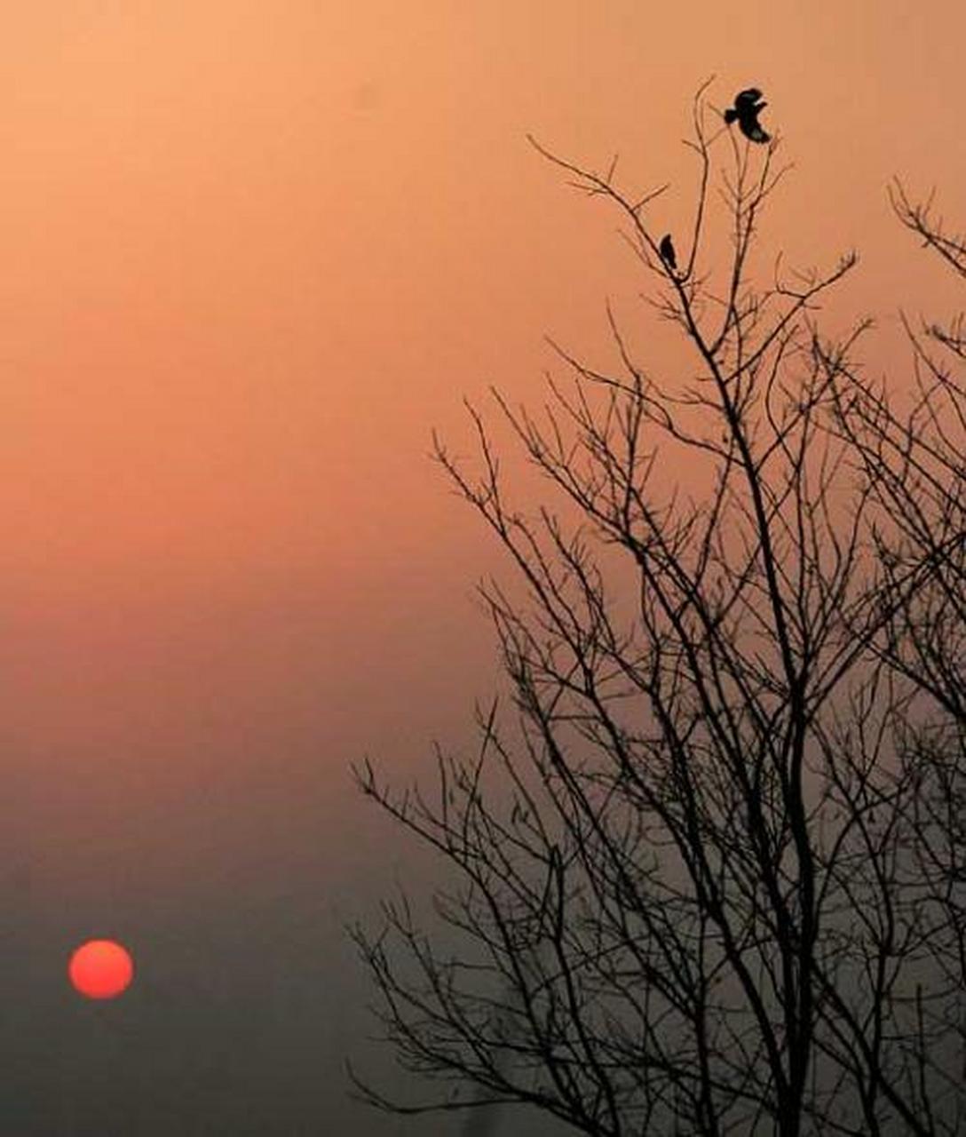 花非花,雾非雾, 人生苦短草头露, 倦鸟归林, 何乡觅吾归处?