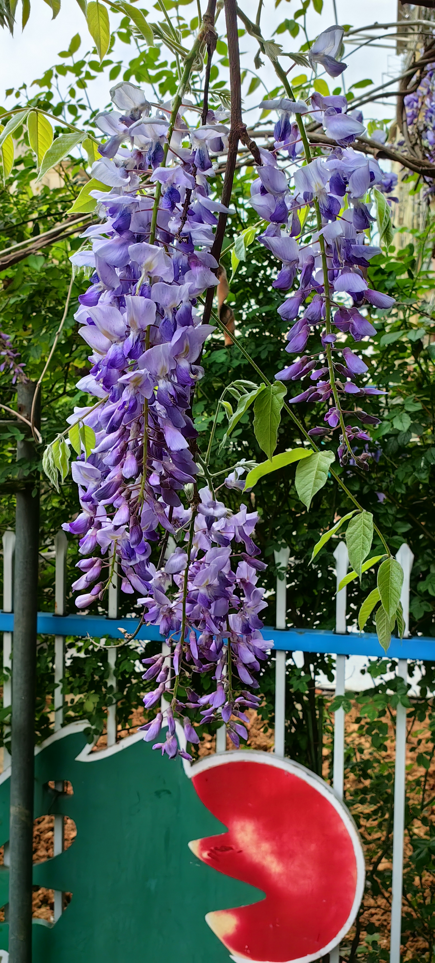 庭院紫藤风水位置图片