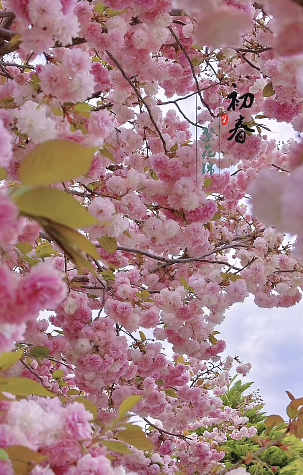 瞧这棵樱花树,花朵如云似雪,层层叠叠,从浅粉到深粉,宛如调色盘上的