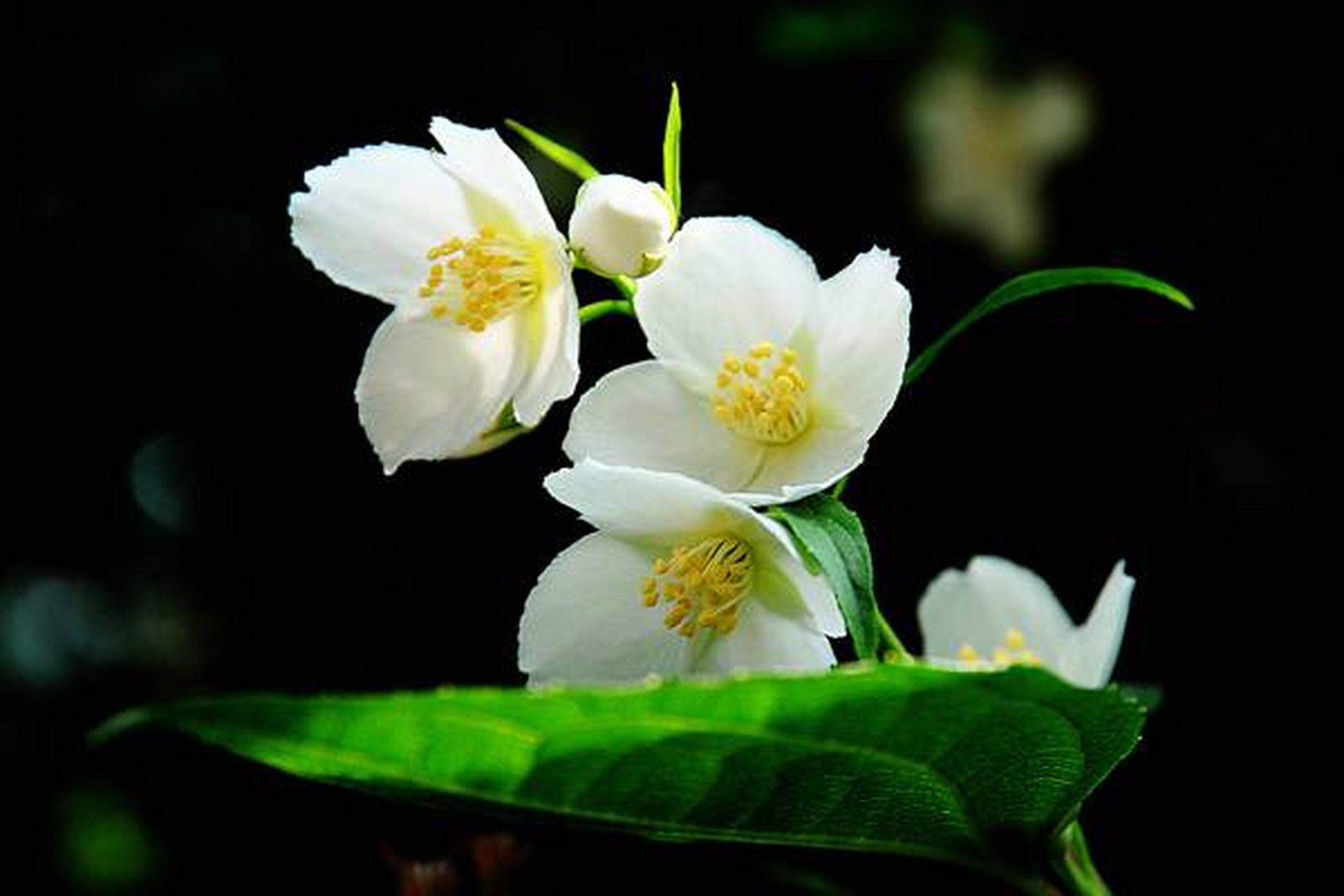 养花那点事# 河北省的省花是太平花,也叫做山梅花,北京山梅花.