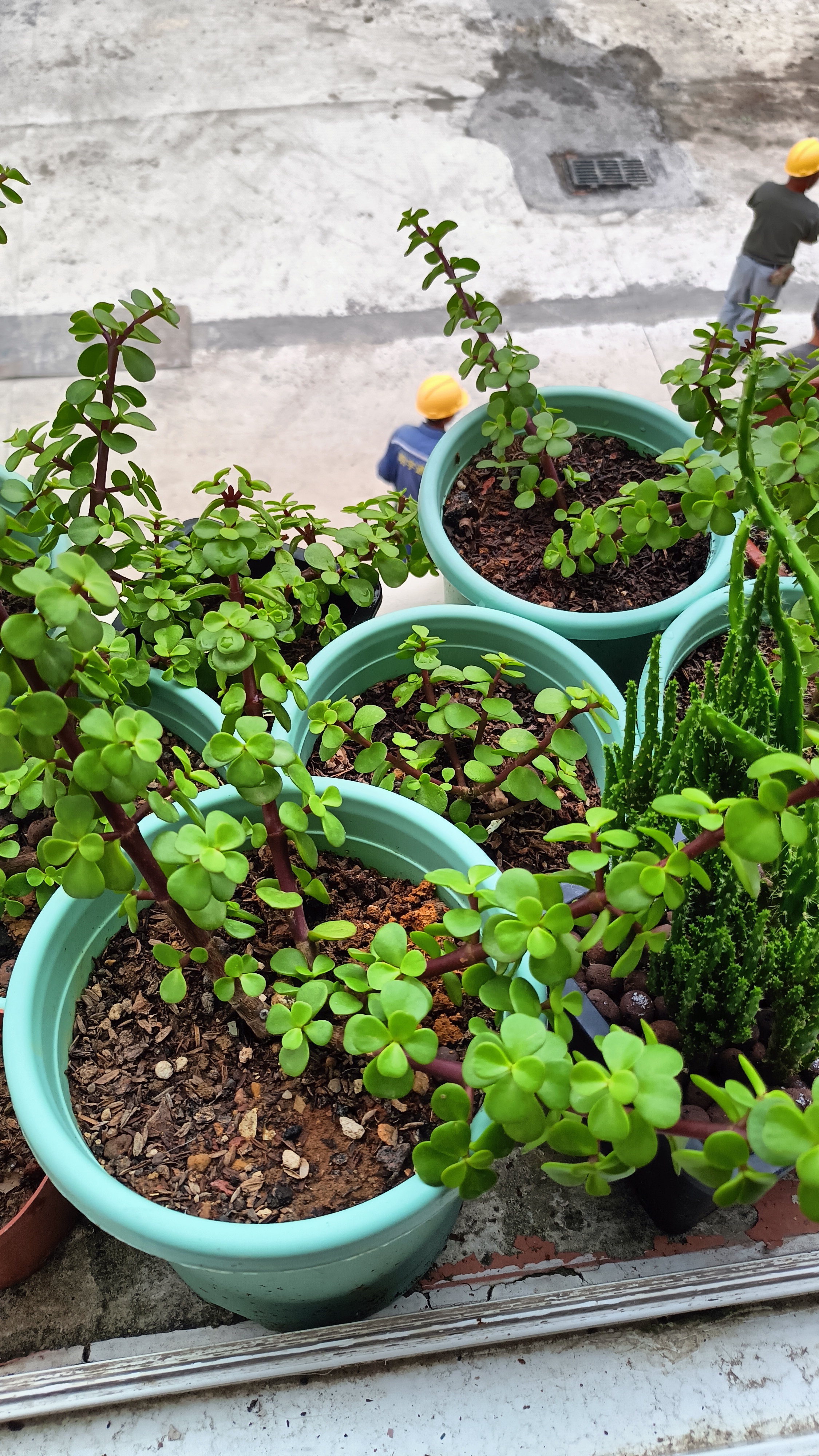 特别喜欢金枝玉叶,扦插了很多