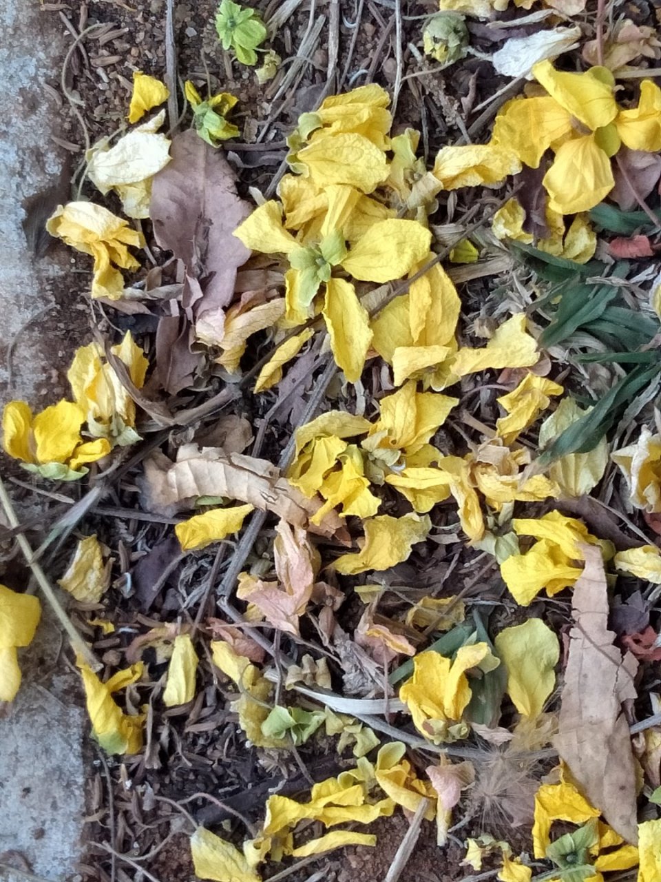 宿命通:能知过去世生命与过去未来什么事情的神通.六神通之一.