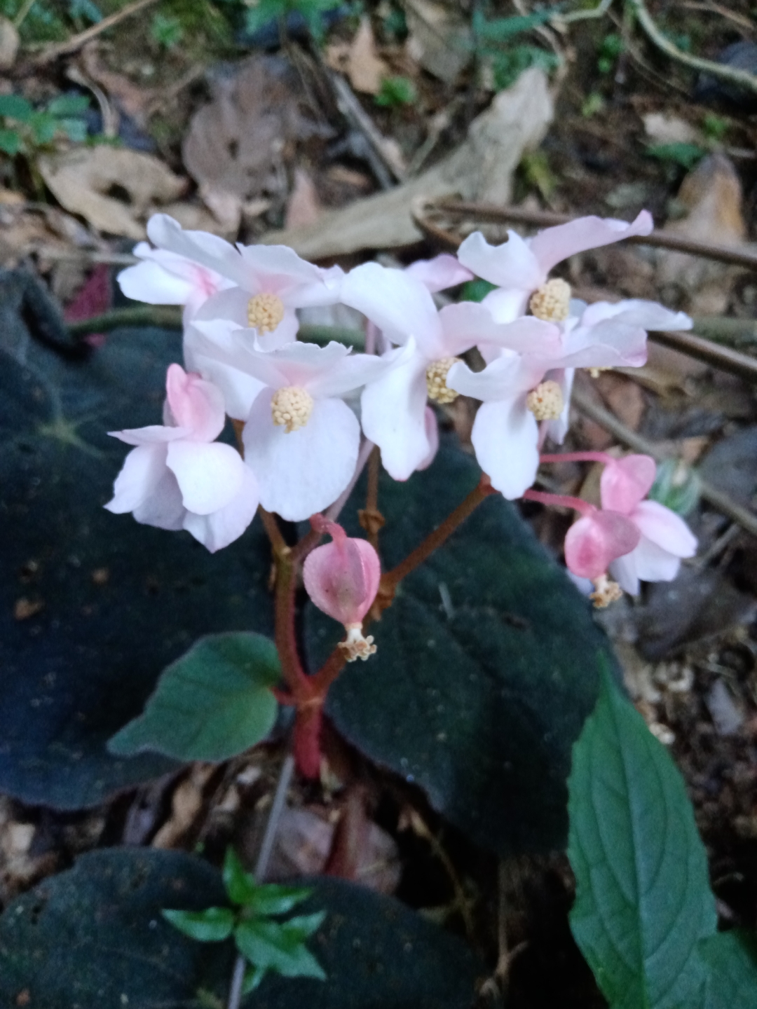 大自然中无奇不有,两片叶的紫背天葵,开花也太漂亮了