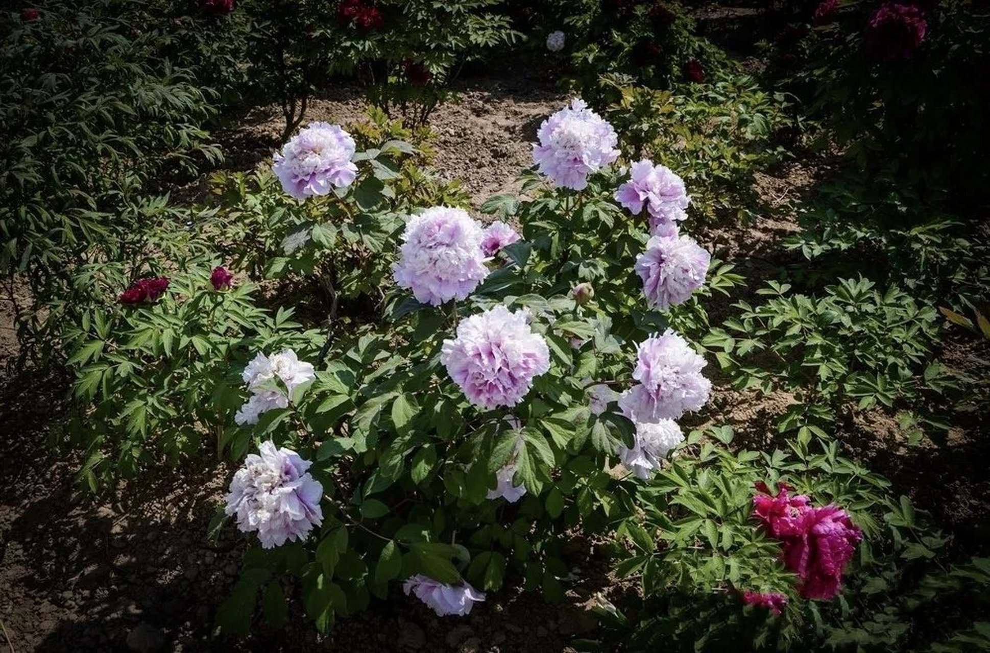 蓝色牡丹 九天揽月 花之注解:皇冠型.花浅粉蓝色,有水色.株型高,直立.
