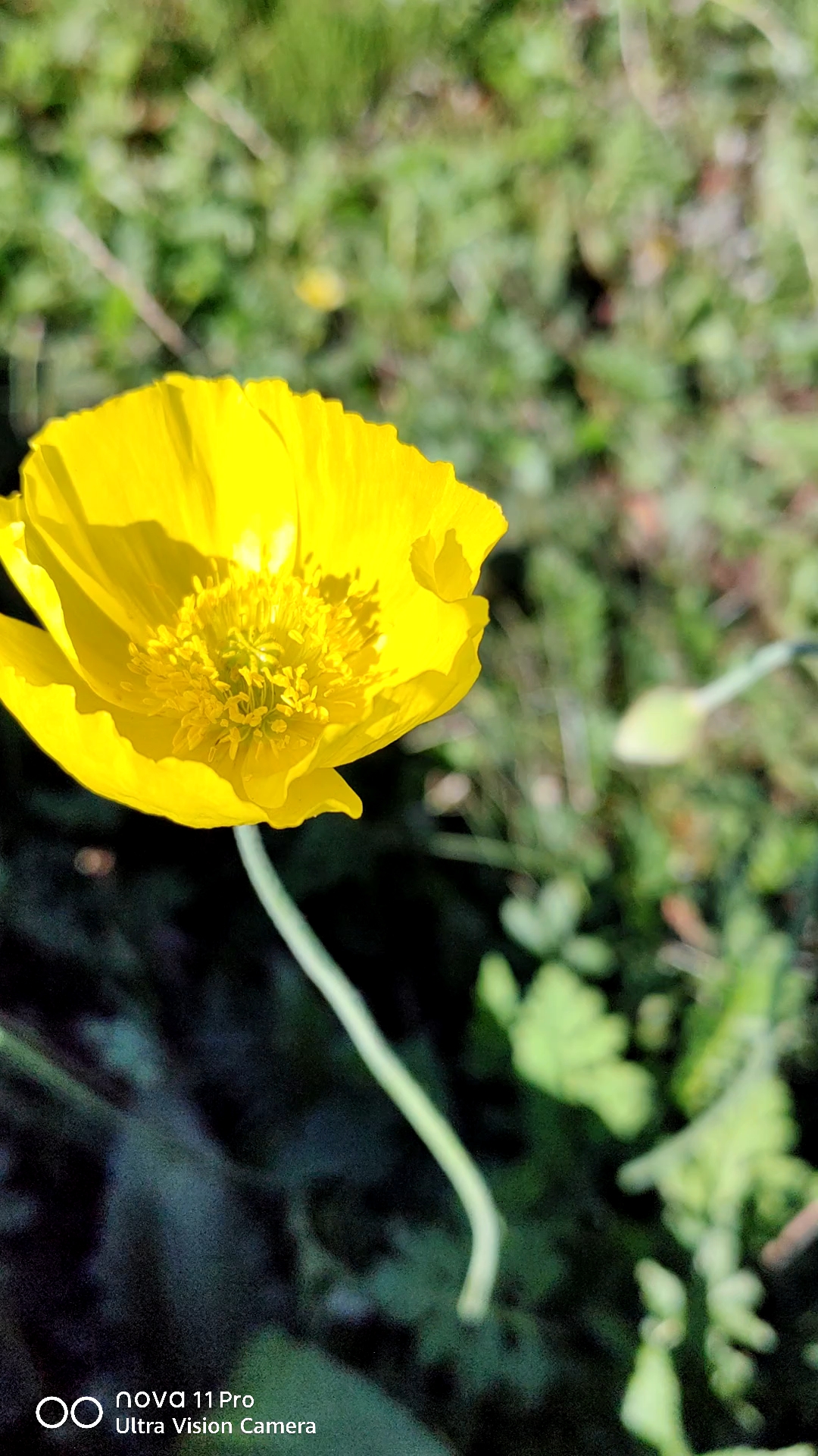 草原虞美人—假罂粟