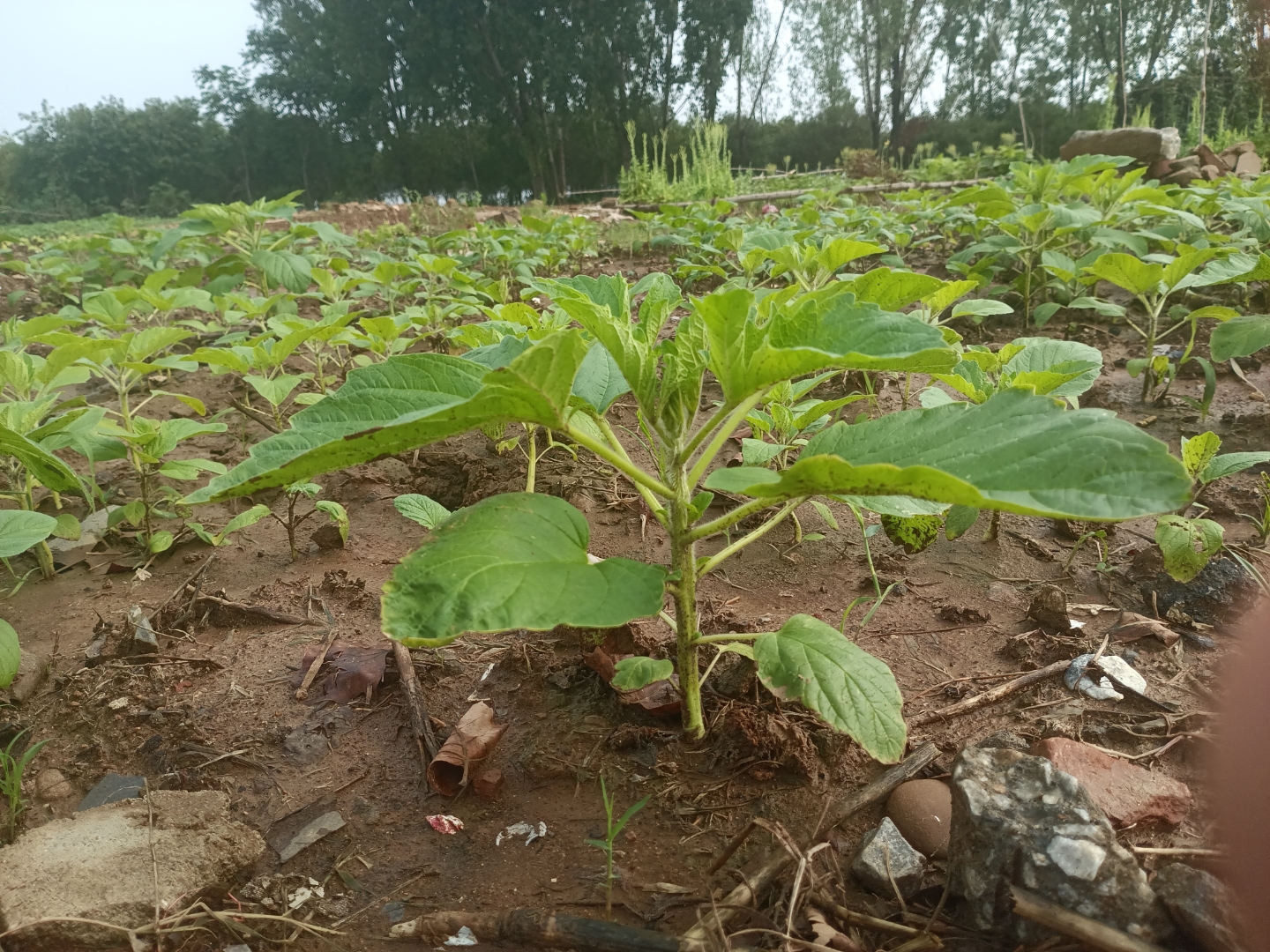 芝麻苗: 绿意盎然的荒地,生机勃勃的作物生长中