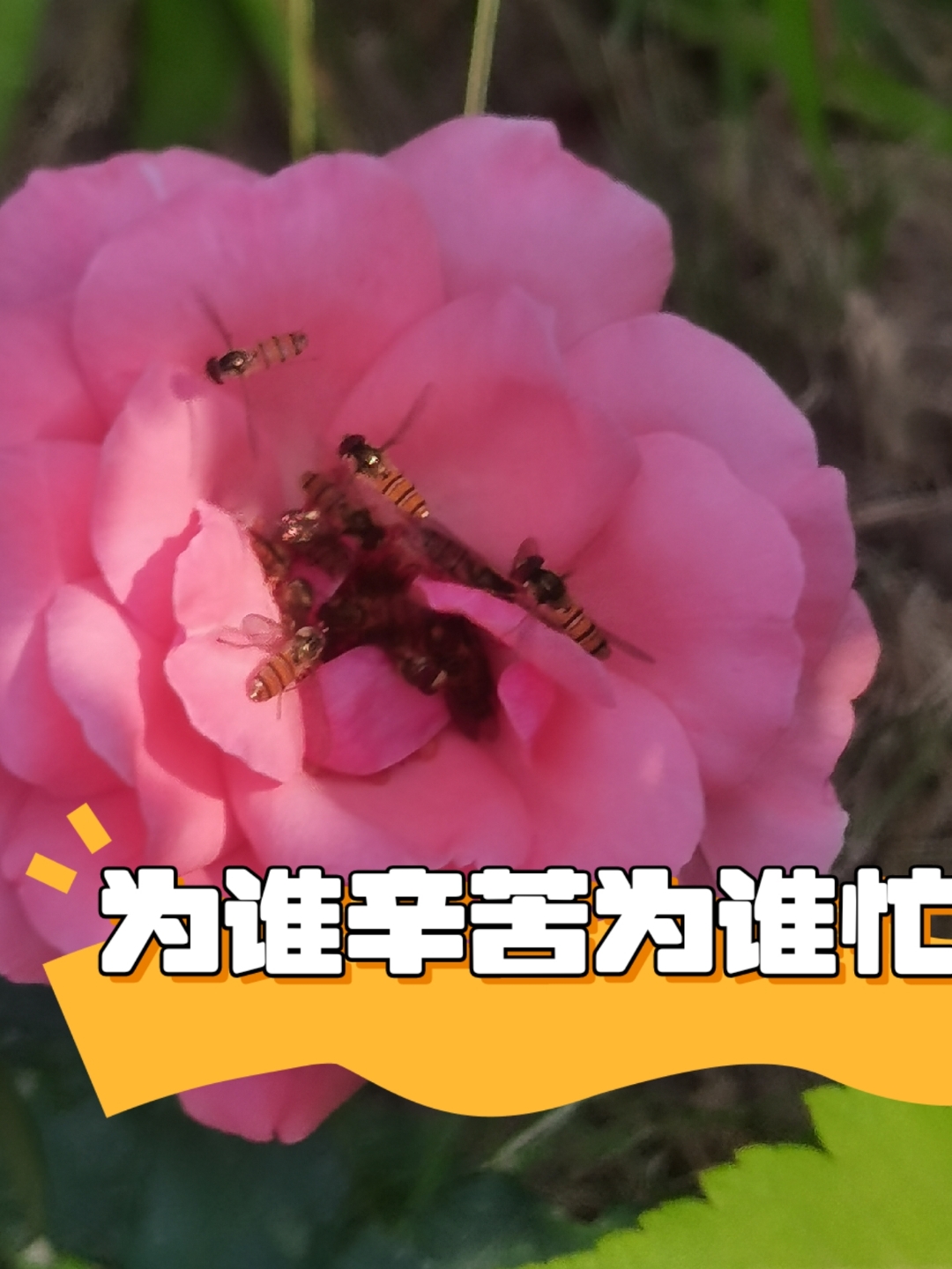 我在公园里散步,偶然发现了一块巨大的石头,它静静地躺在草丛中,仿佛