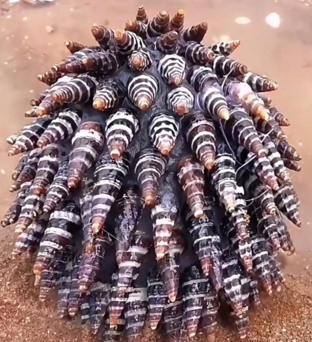 在沙滩上看到这个奇怪的生物,就一大堆海螺聚集到一起似的,这难道也是