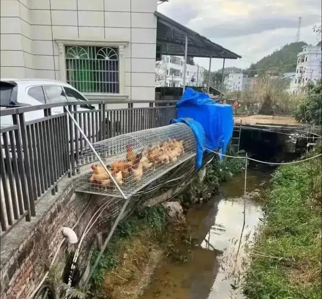 今天回村的时候,看到邻居大哥自己搭建的鸡窝,这个设计太有创意了,即