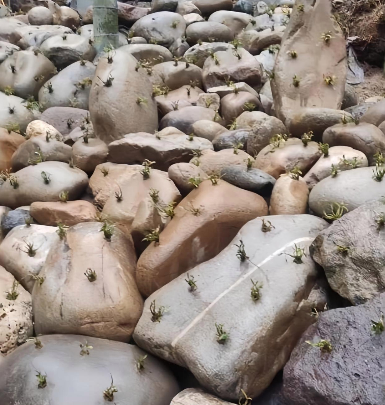 在路过村里河槽的时候,发现好多石头上长满了小草,这是什么情况?