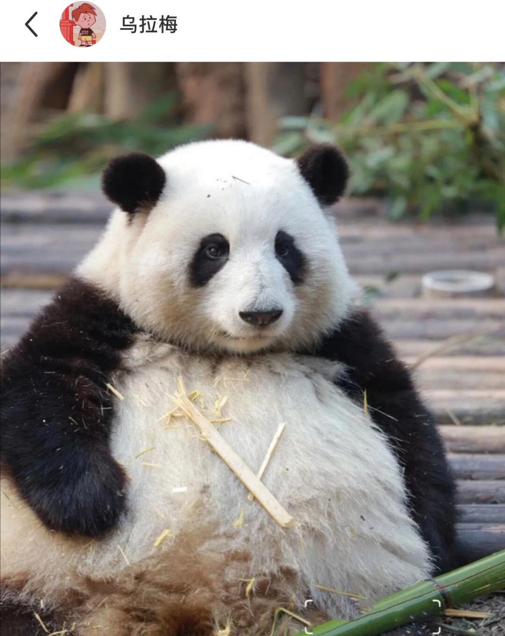 如果用底色反转看看大熊猫的样子…… 大自然是懂得配色的,前者是国宝