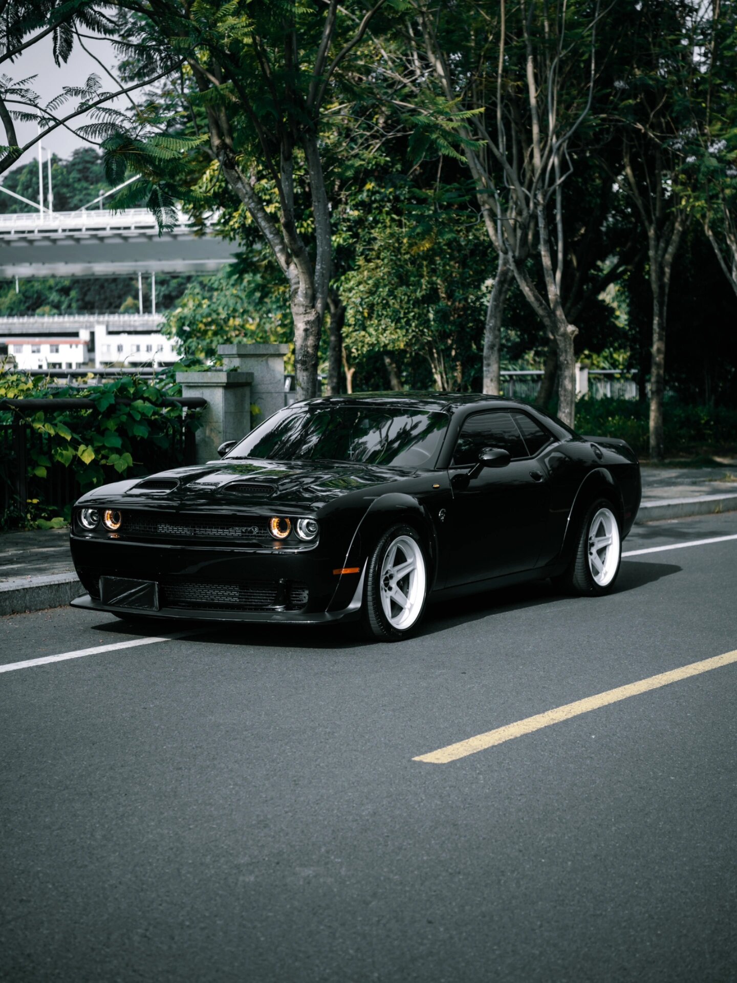 srte,森蚺吞鳄鱼 srte,森蚺吞鳄鱼