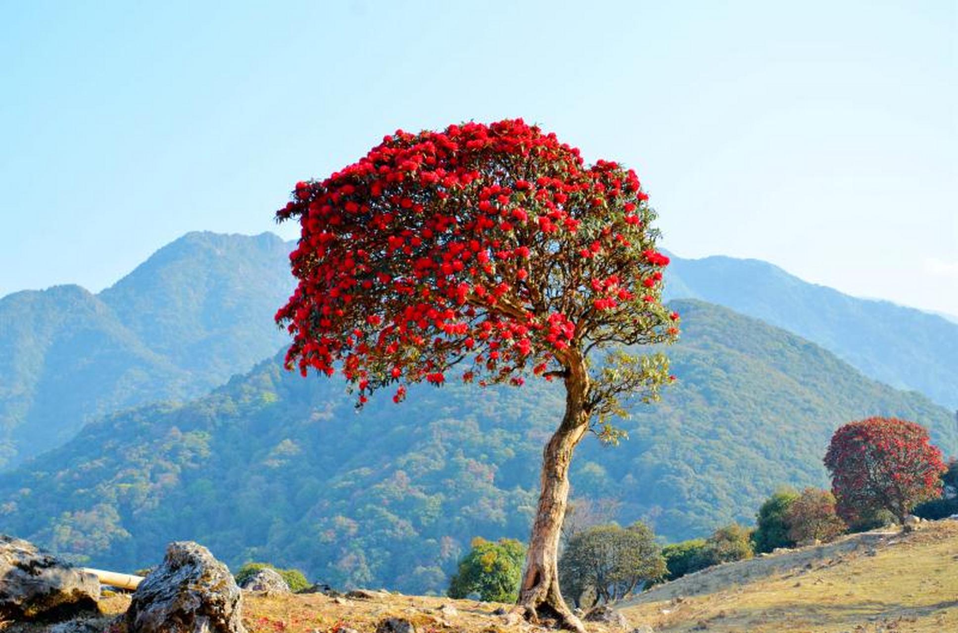 风景摄影#每年三月云南永德大雪山国家级自然保护区万亩杜鹃花开红似