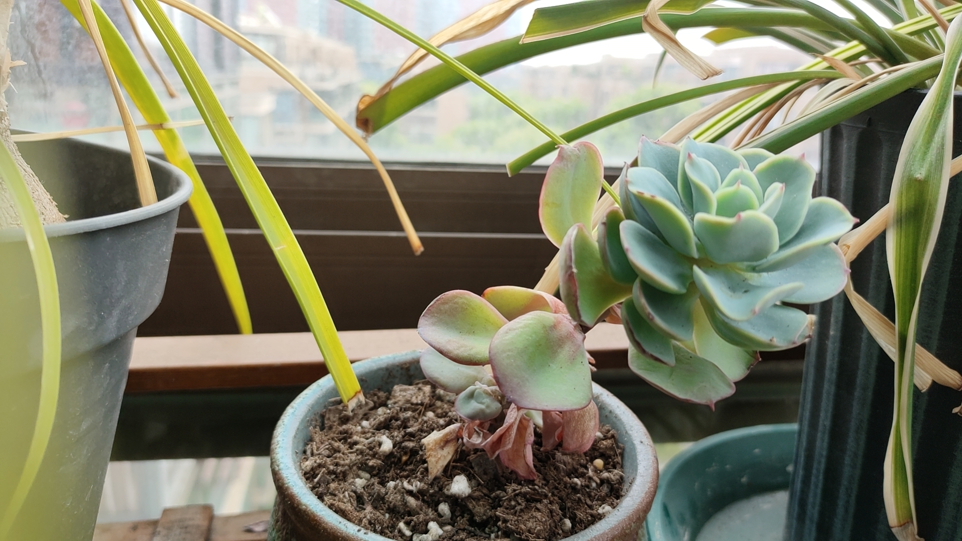 这全部是自由身长,我难得十天半个月浇一次水,长仙人掌是不是得啥虫害