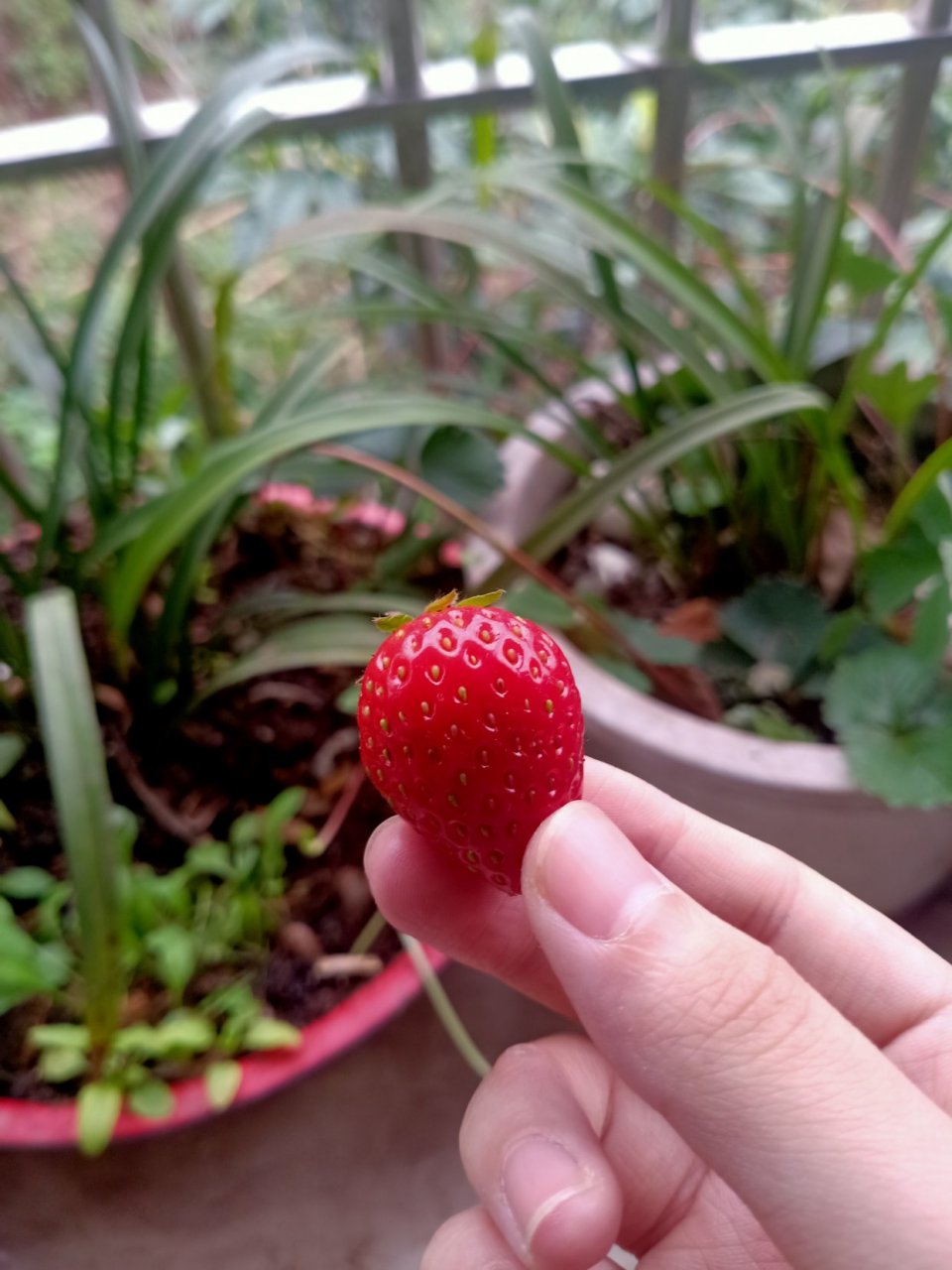花田小憩#终于结草莓啦,开心到飞起~[滑稽][滑稽]