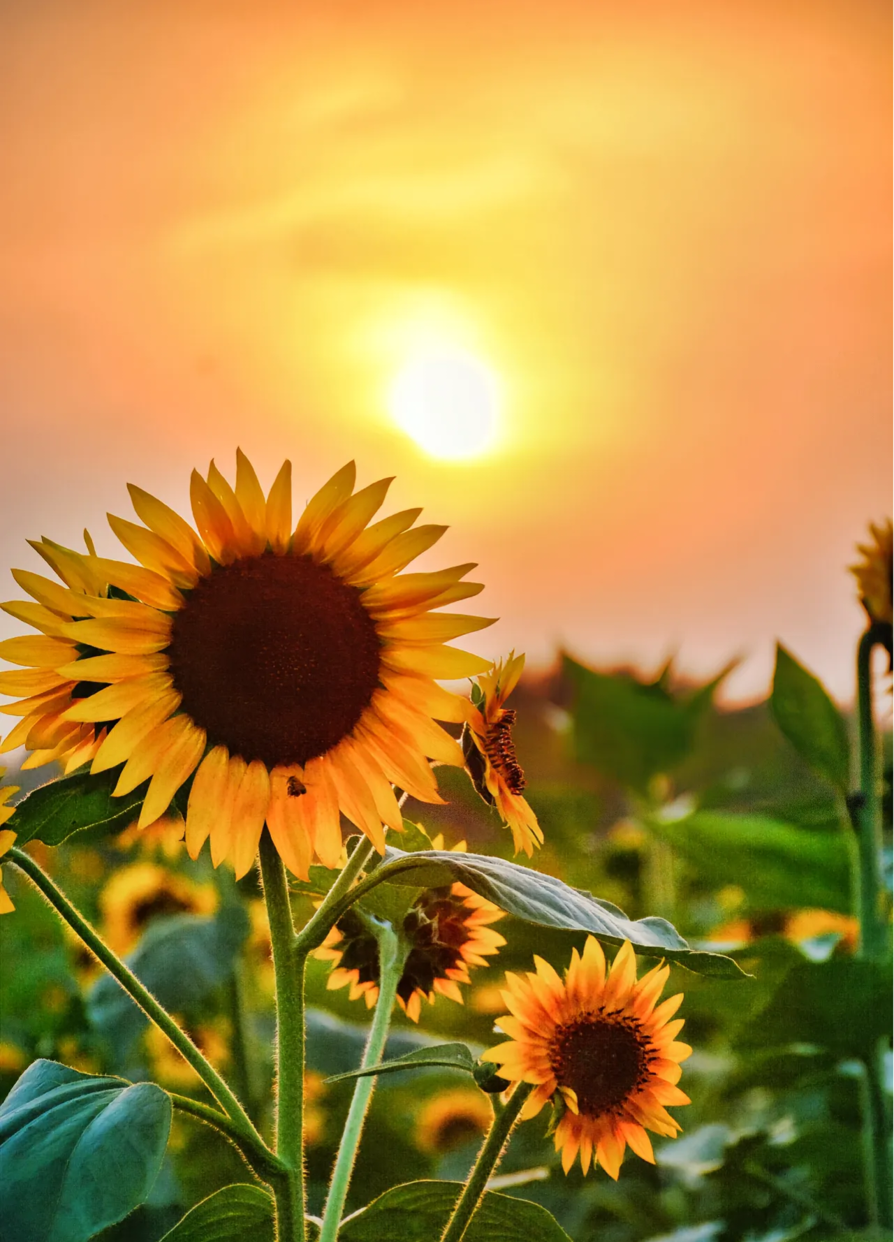 分享一组好看的向日葵图片