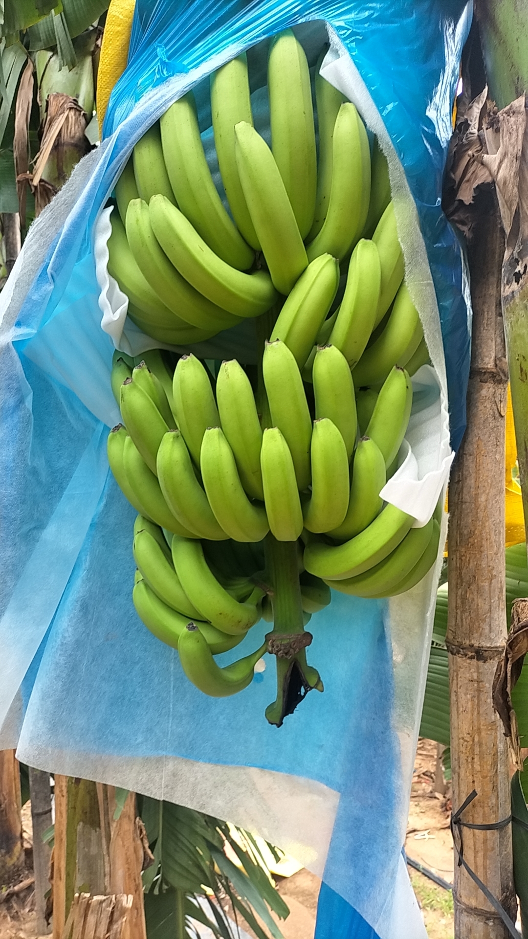 在阳光下,一串晶莹剔透的绿色香蕉挂在香蕉树上,仿佛在向人们展示它们