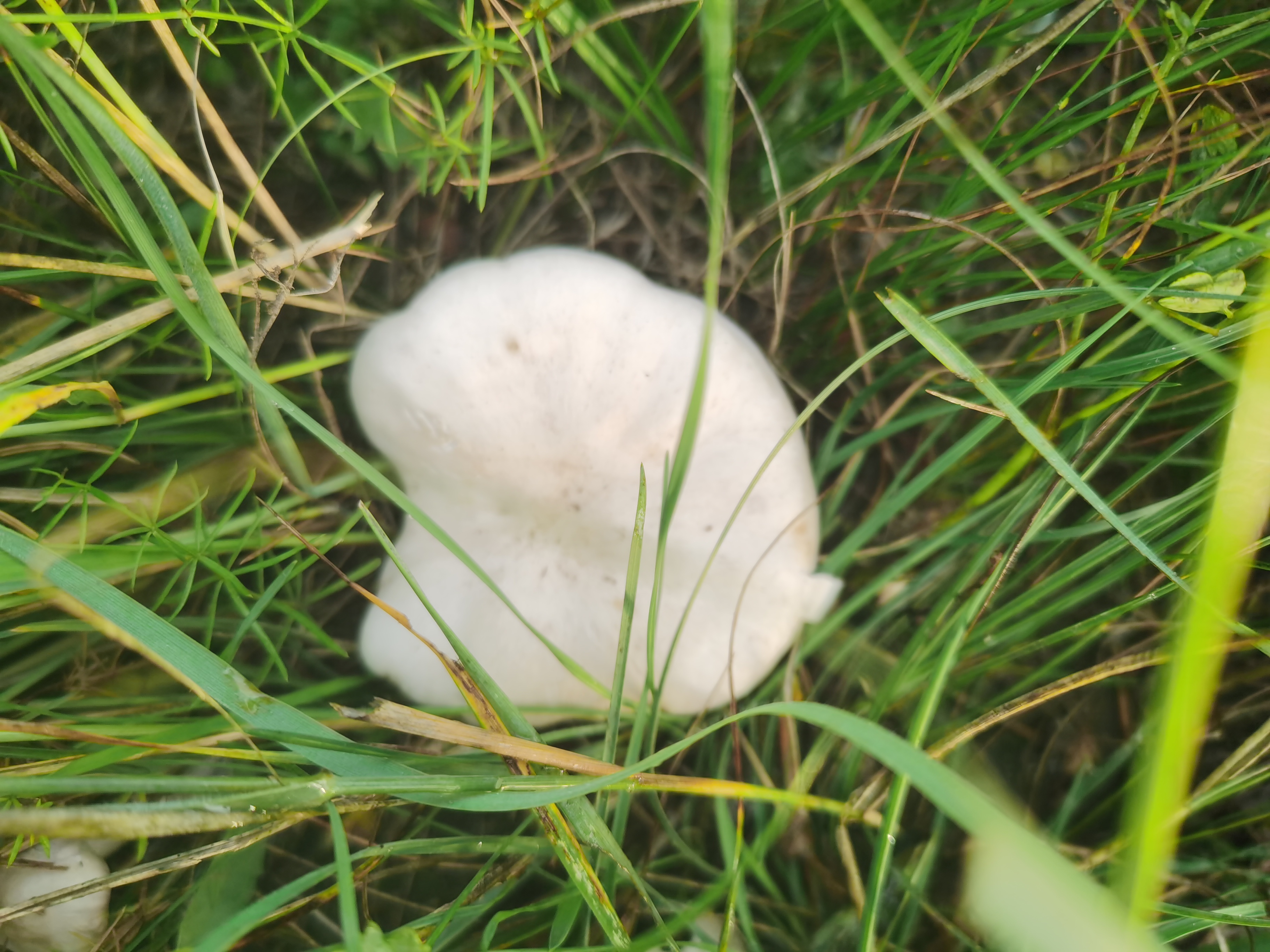 这些白蘑的纯白光芒闪烁在指尖,仿佛带有草原深处的秘密和故事