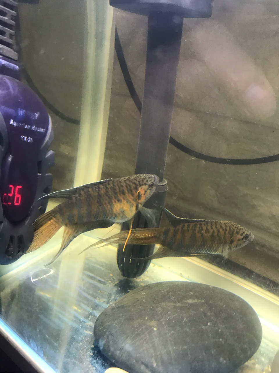 斗鱼肚子大是不去怀孕了