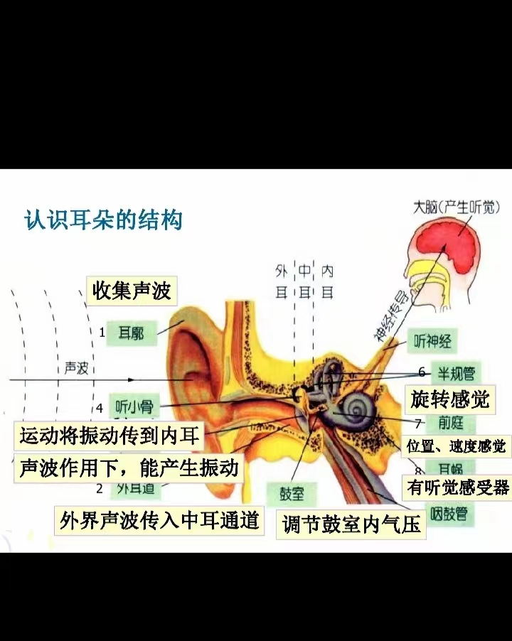 认识耳朵的结构和作用