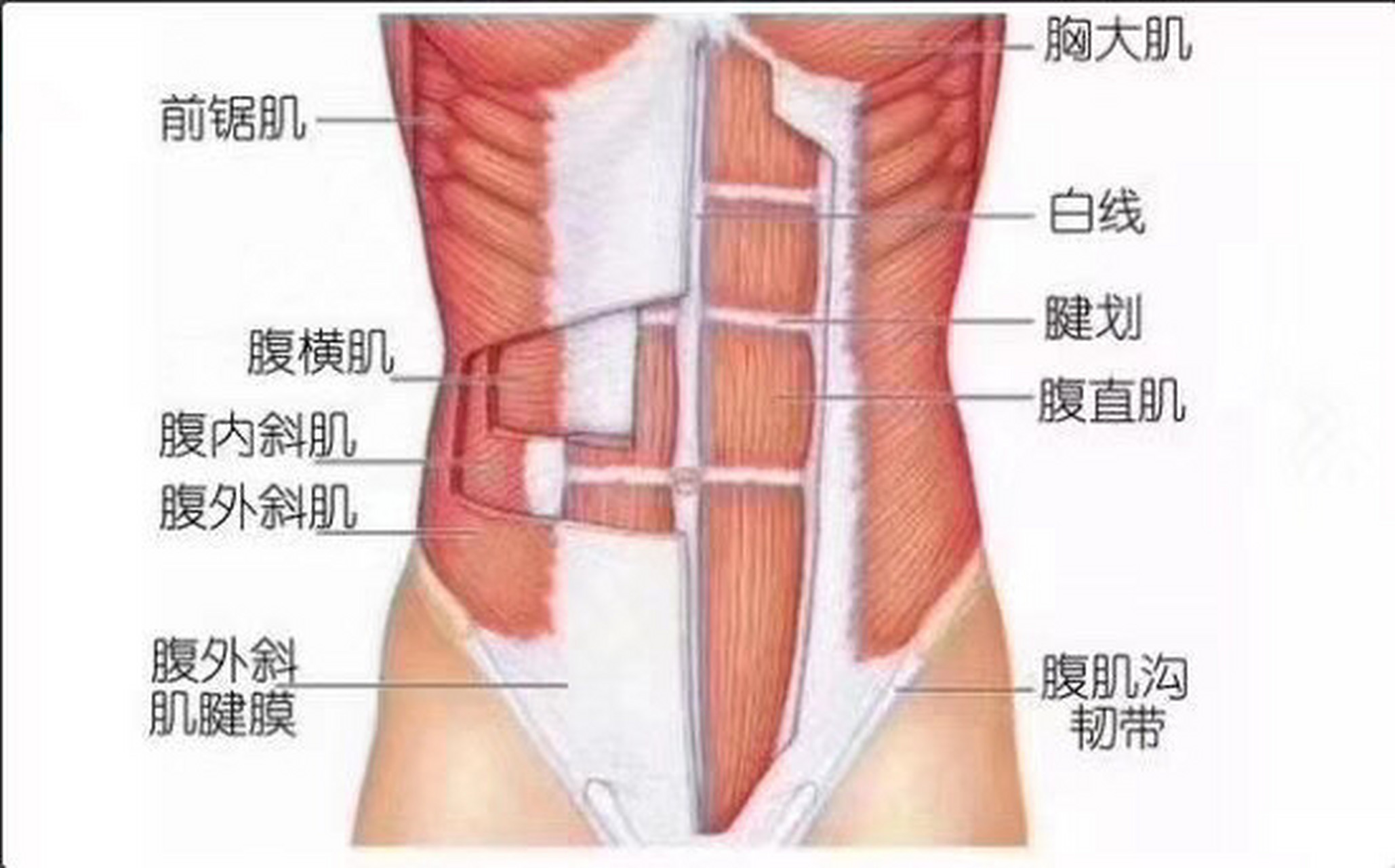 [玫瑰]腹直肌的解剖結構: 腹直肌從第七至十二肋軟骨的地方一直到恥骨