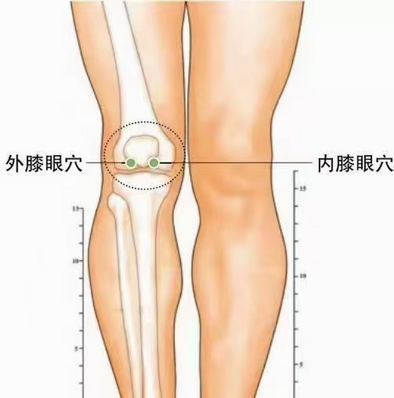 外膝眼主治图片