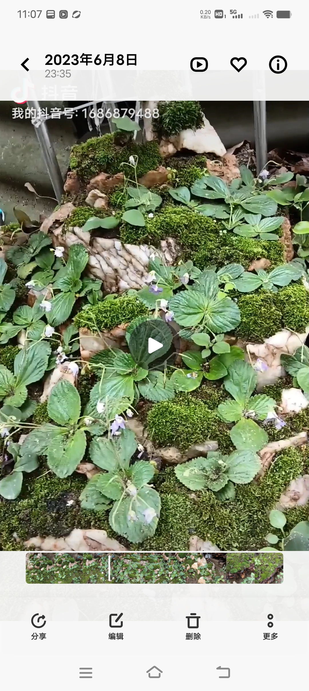 新鲜中药材,马蹬草,还阳草,金蝴蝶,贝母