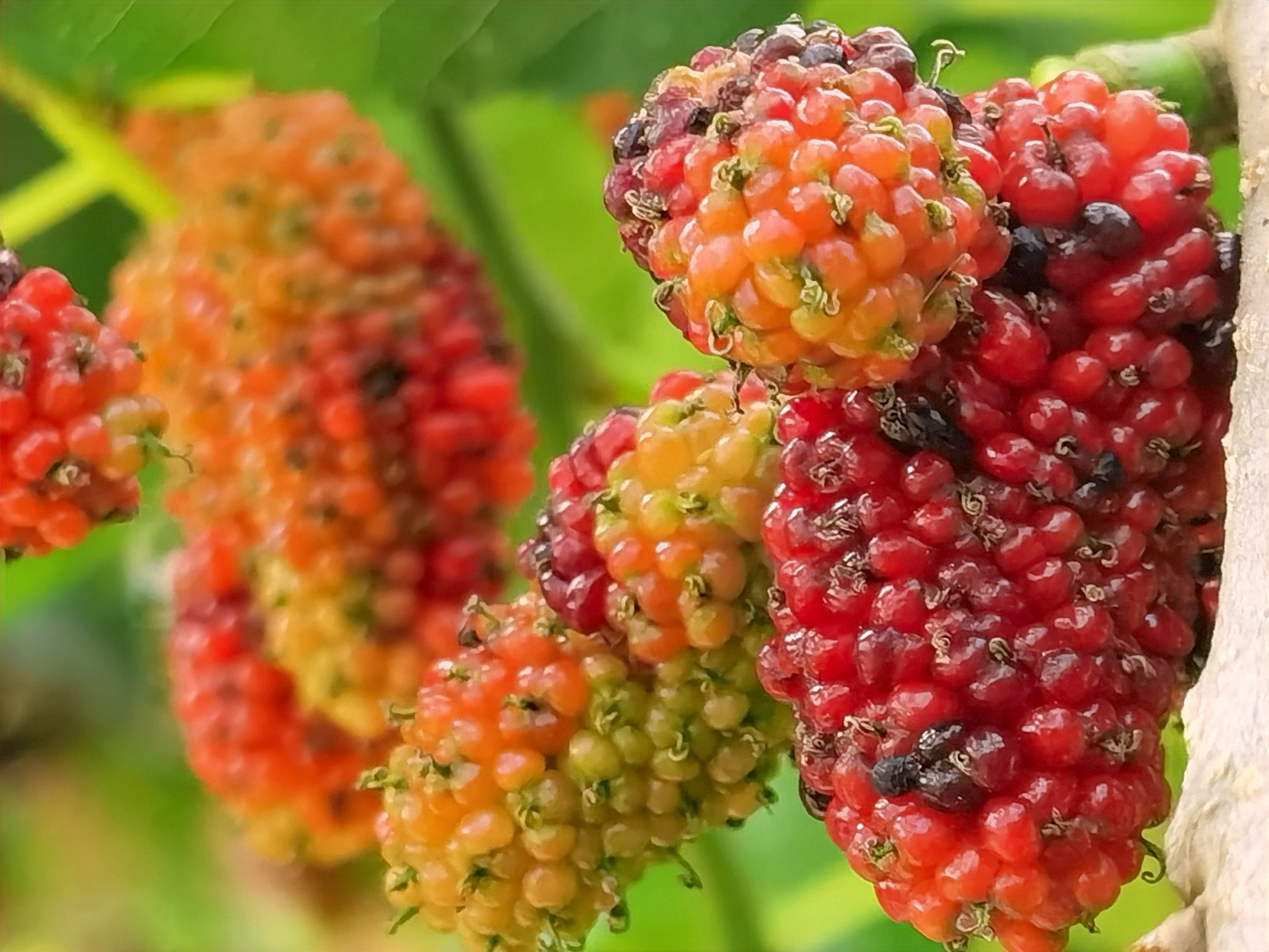打油诗:赞桑葚  味道甜酸桑葚果,食药皆可好处多.