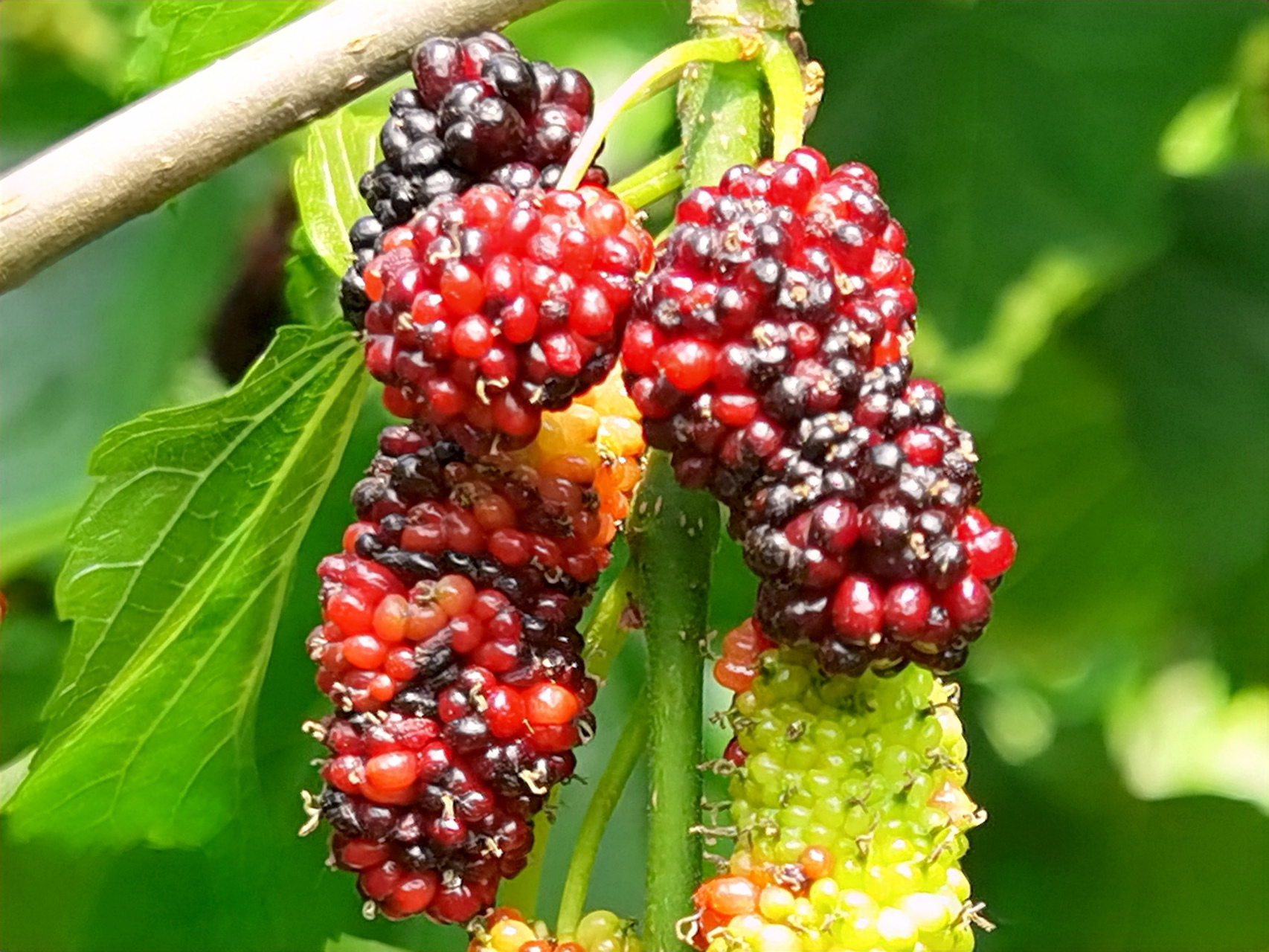 打油诗:赞桑葚  味道甜酸桑葚果,食药皆可好处多.