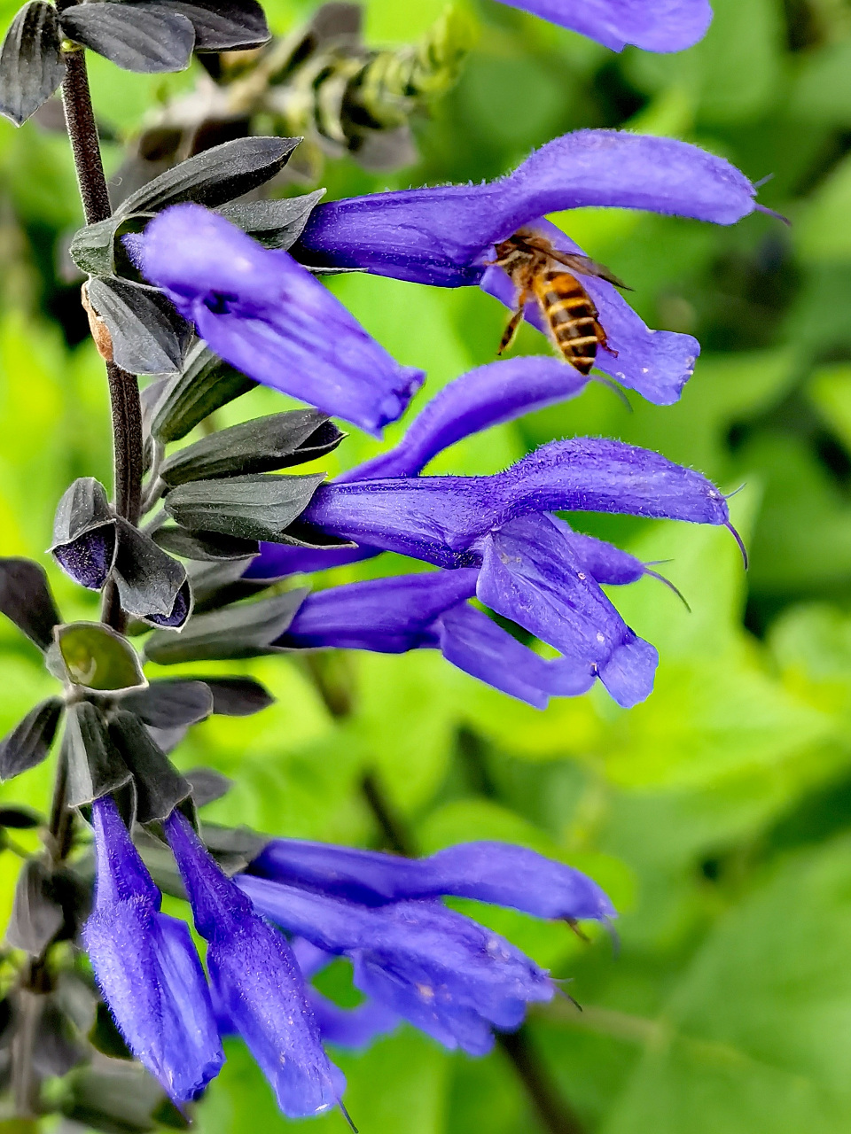 深蓝鼠尾草花,其穗状的花序,奇特的花型,深蓝艳丽的花色,给人一种飘飘