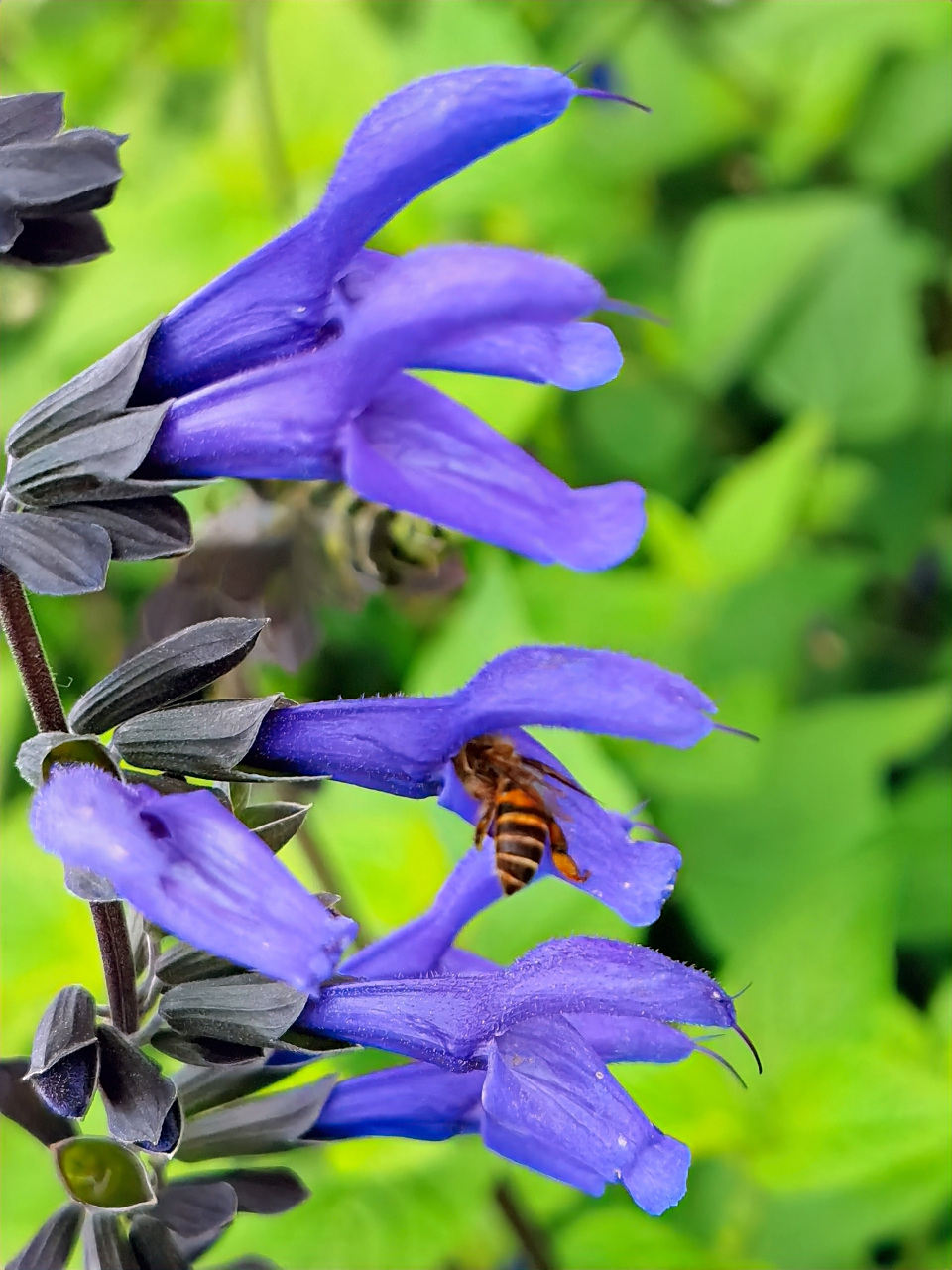 深蓝鼠尾草花,其穗状的花序,奇特的花型,深蓝艳丽的花色,给人一种飘飘