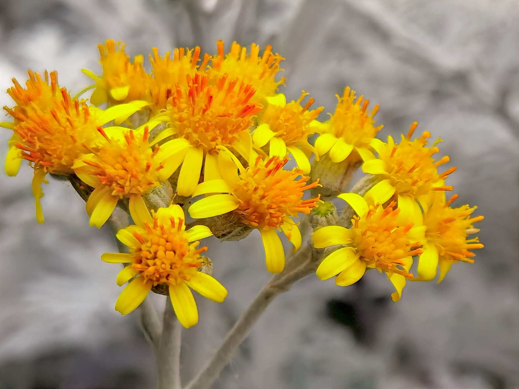 银叶菊,是科疆千里光属多年生草本植物,因其叶子都是银白色的绒毛而得